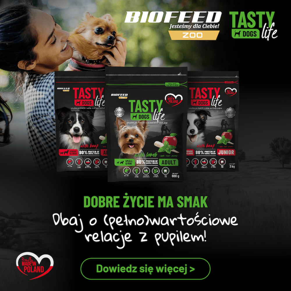 tasty dog life - pies w rytmie miasta