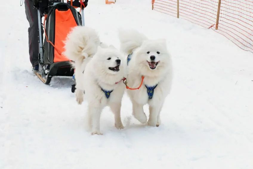 Samojed w psich zaprzęgach