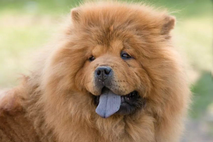 Chow chow z fioletowym językiem