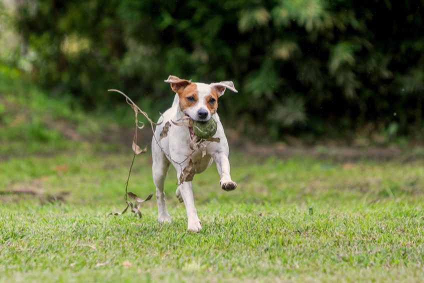 Parson russell terrier z piłką