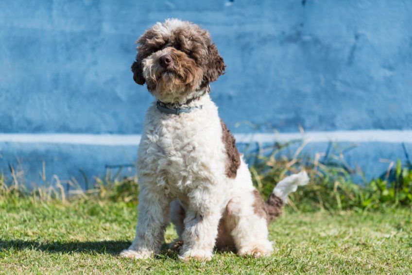 Lagotto romagnolo na trawie