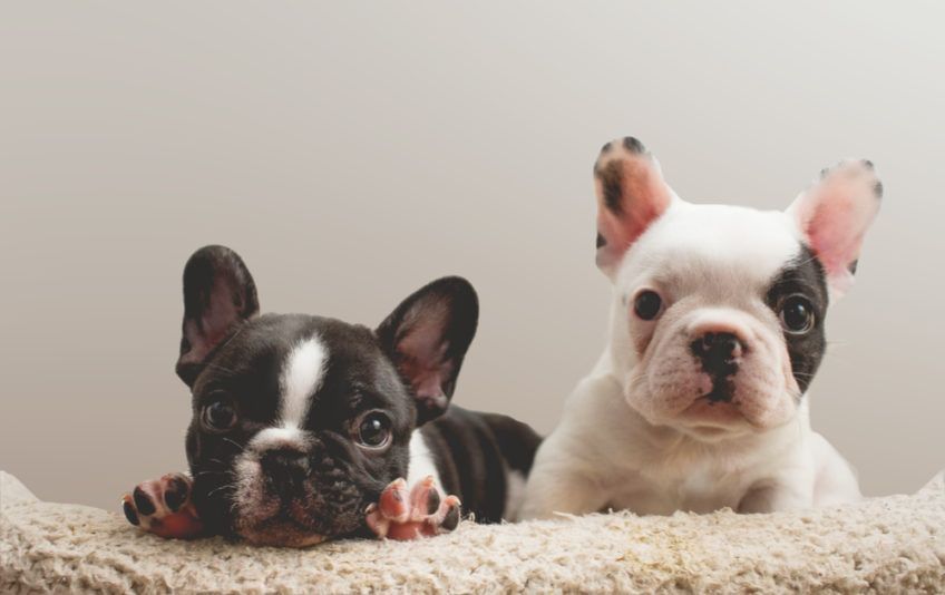 Dwa szczeniaki rasy buldog na szarym tle