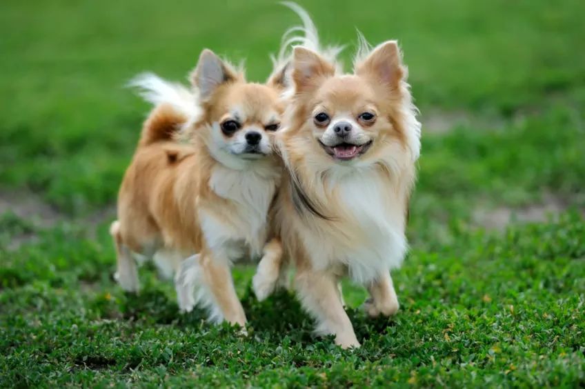 Dwa psy rasy Chihuahua na trawie