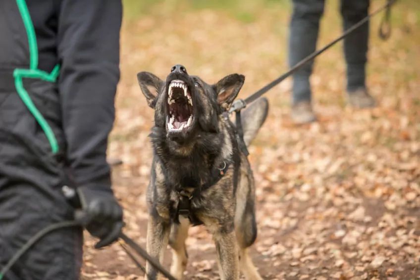 pies obronny - szkolenie psa, agresja na komendę