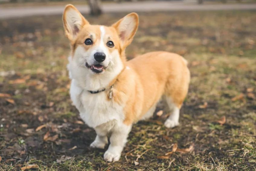 Welsh corgi pembroke