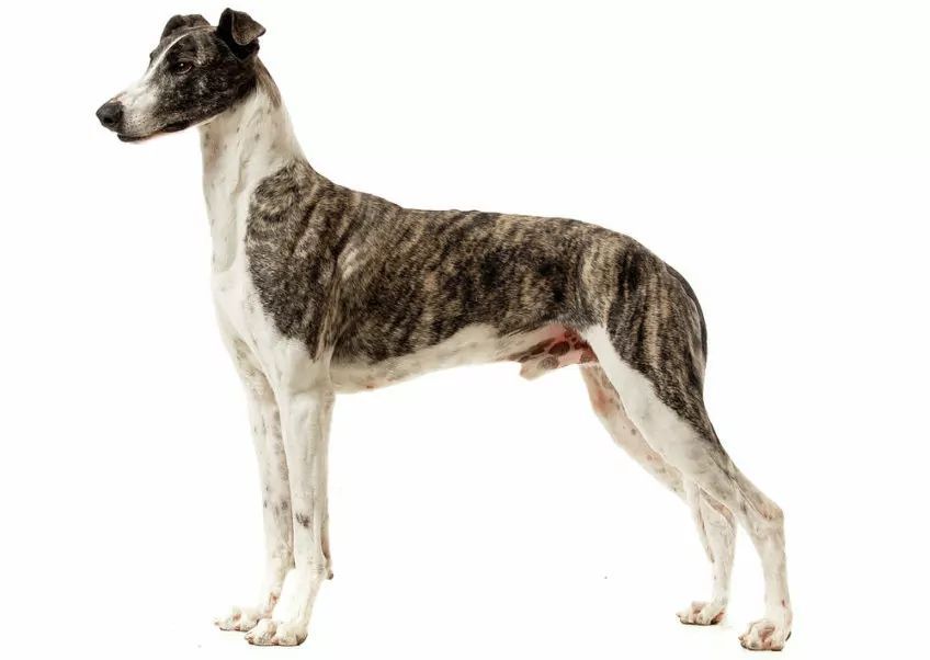 Chart węgierski w pozycji stojącej na białym tle