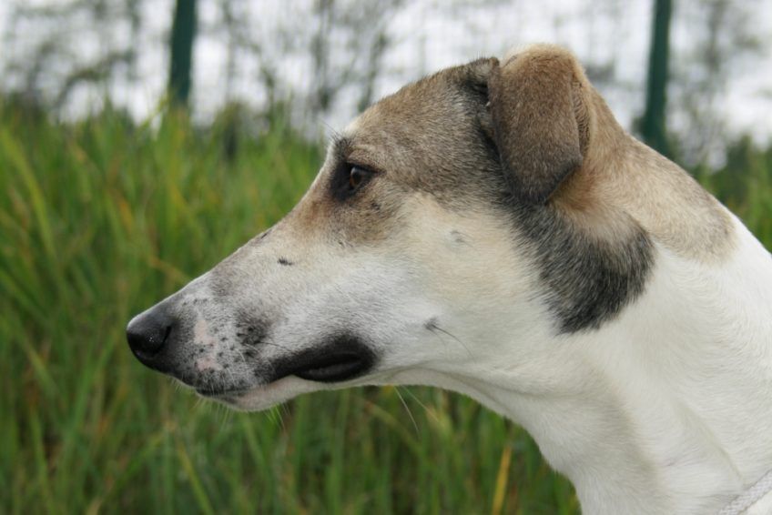 Portret charta węgierskiego z profilu