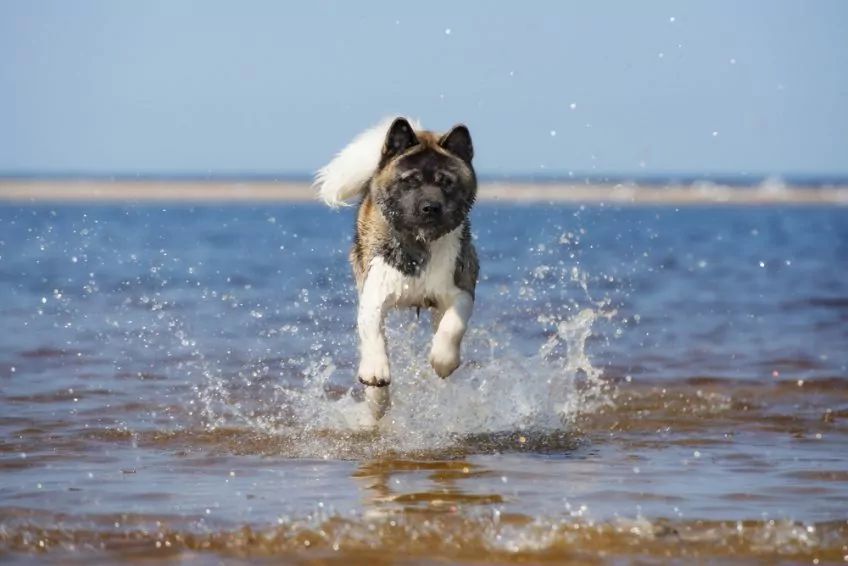 Akita galopująca po wodzie