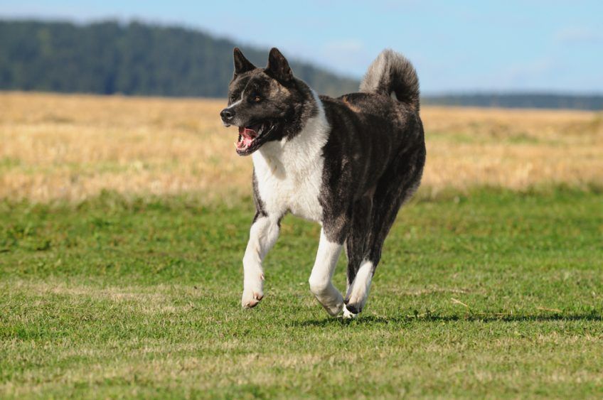 Akita w biegu