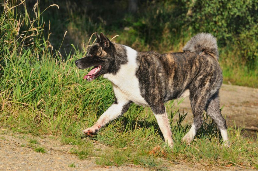 Akita w kłusie
