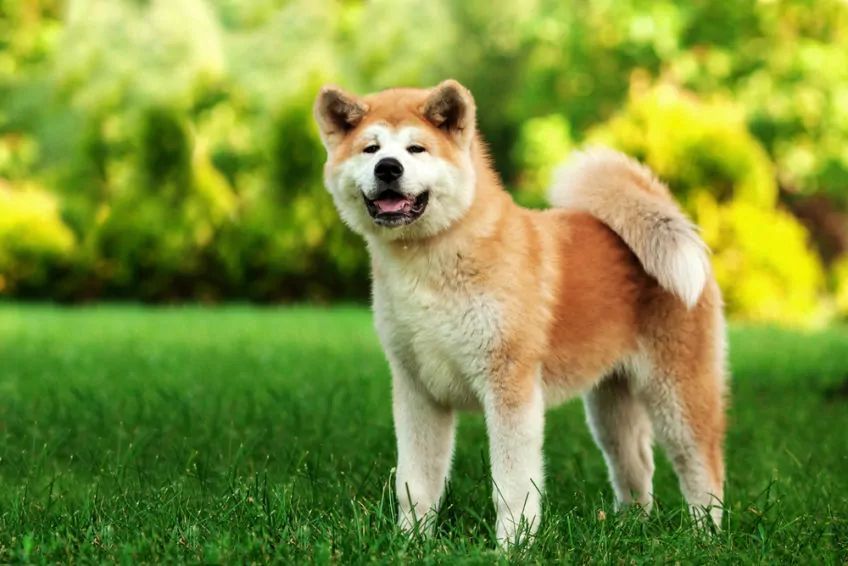 akita