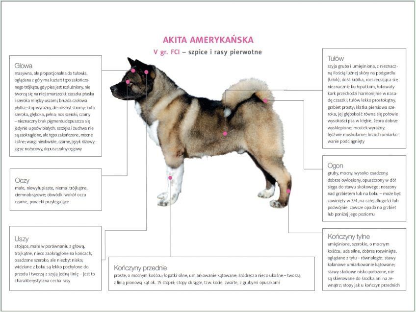 Sylwetka akity w opisem