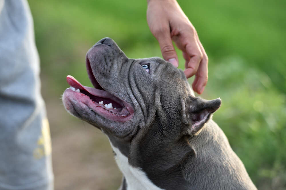 american bully szkolenie (1).jpg