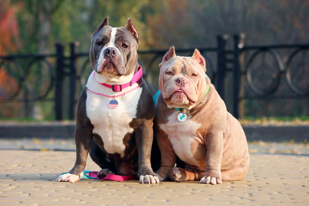 american bully zdrowie (1).jpg