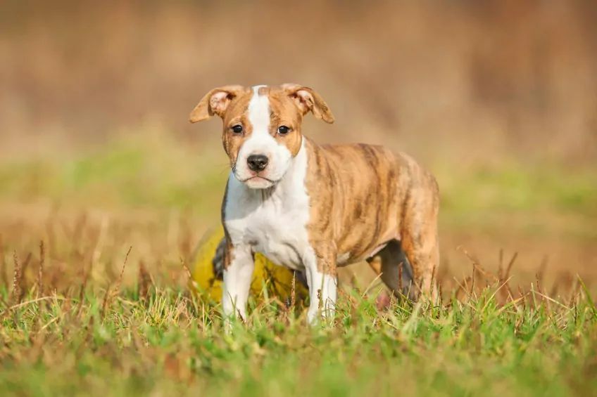 american staffordshire terrier amstaff