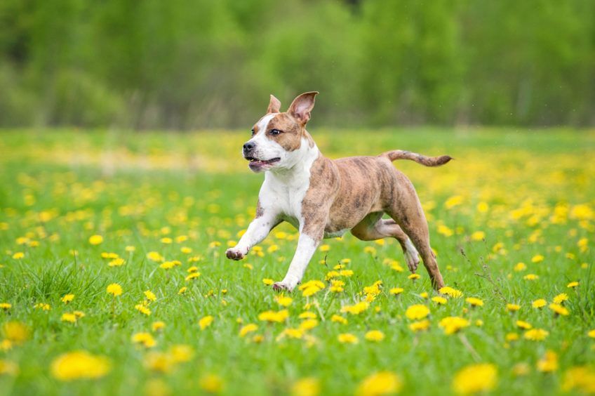 american staffordshire terrier