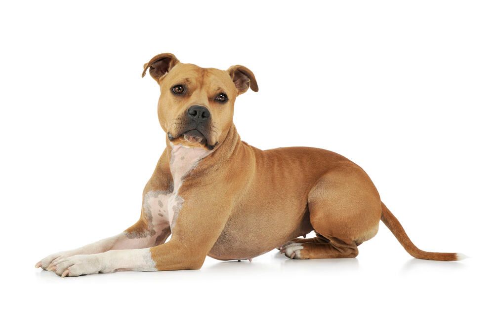 amstaff wygląd (1).jpg