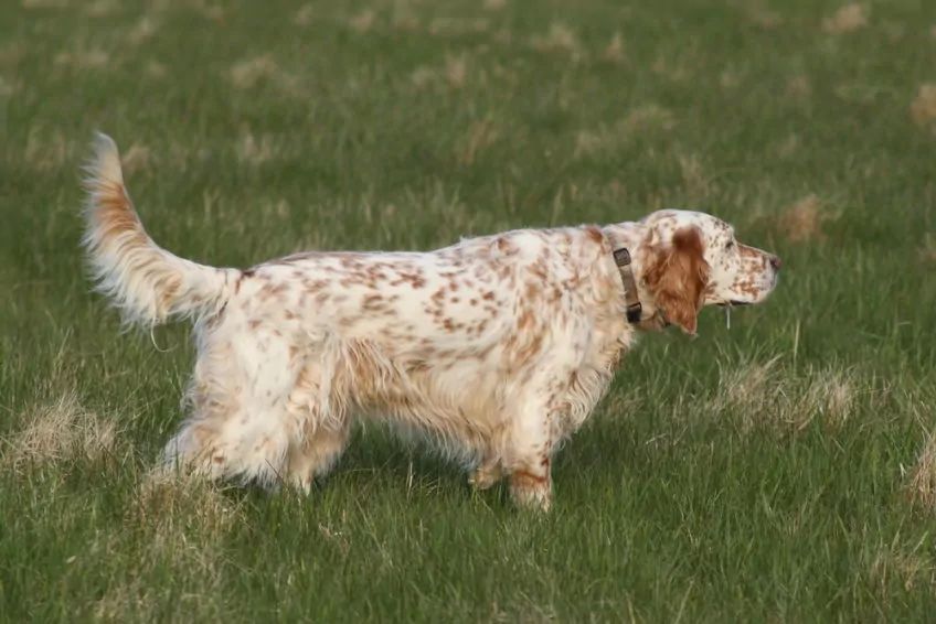 Seter angielski w stójce na polu