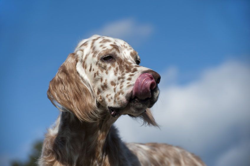 Portret setera angielskiego na tle nieba