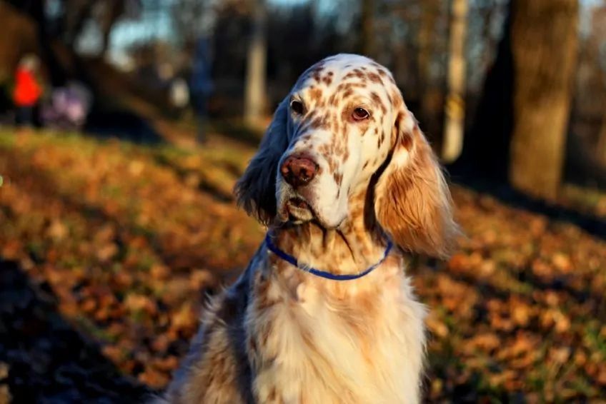 Portret setera angielskiego w jesiennym krajobrazie