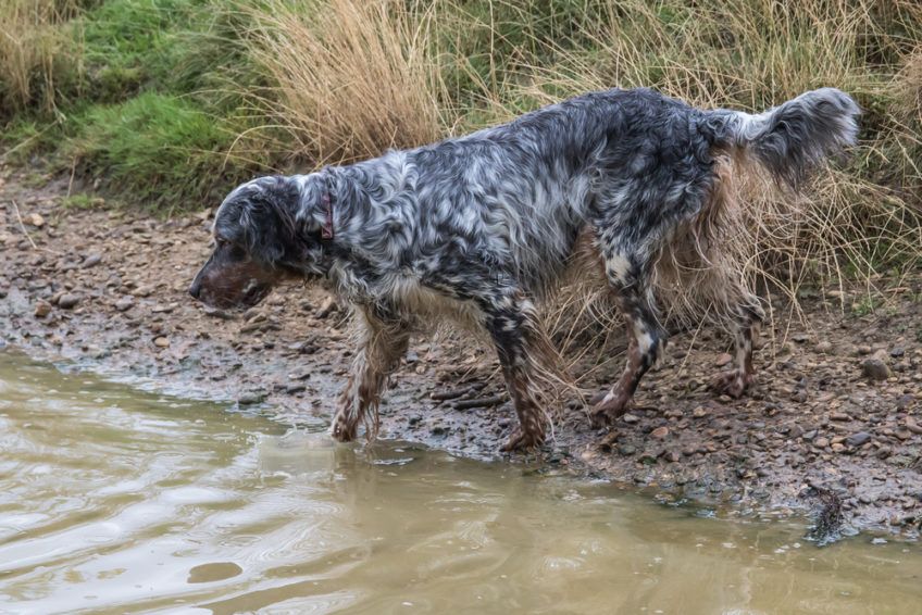 Seter angielski wchodzący do wody