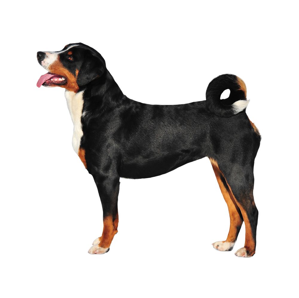 appenzeller wzorzec.jpg