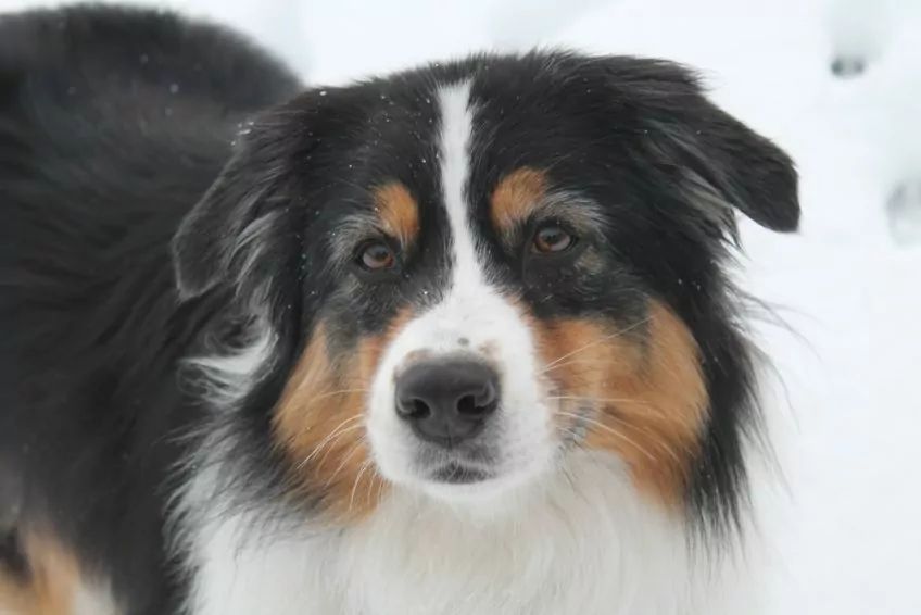 Portre aussie o maści czarny trikolor