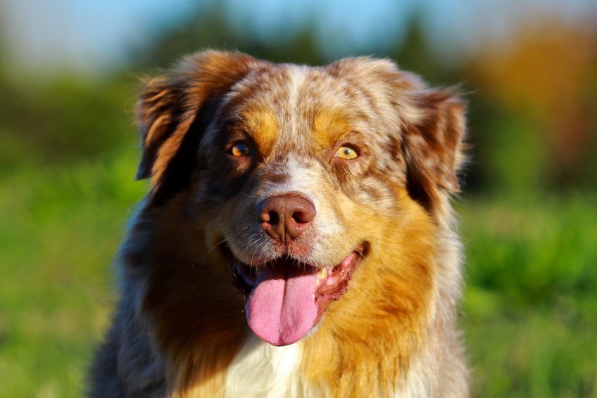 Portret aussie o maści red merle