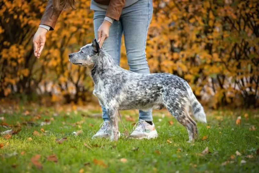 australian cattle dog