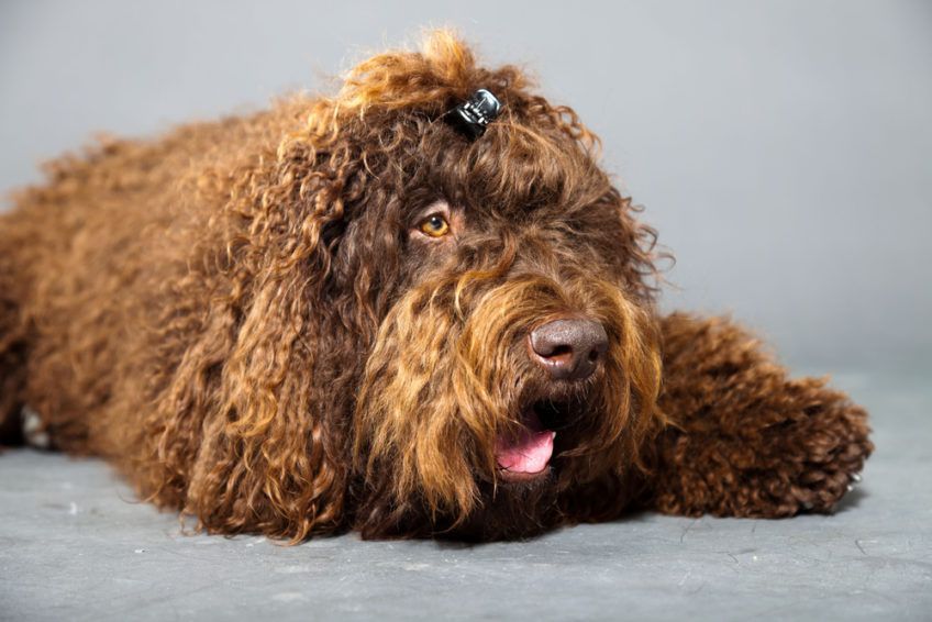 Portret czekoladowego barbeta w studio