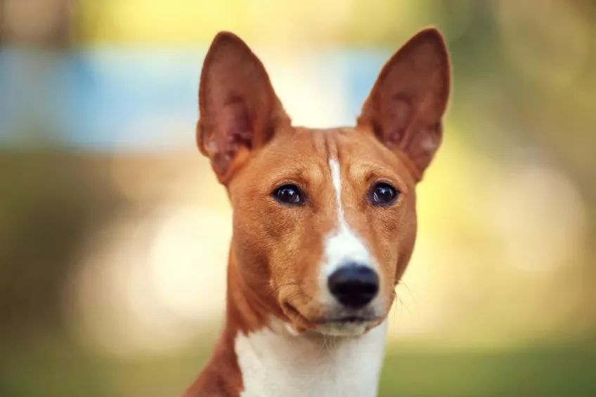 Portret basenji en face