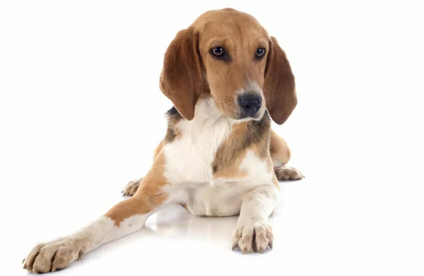 Beagle-harrier leżący na białym tle