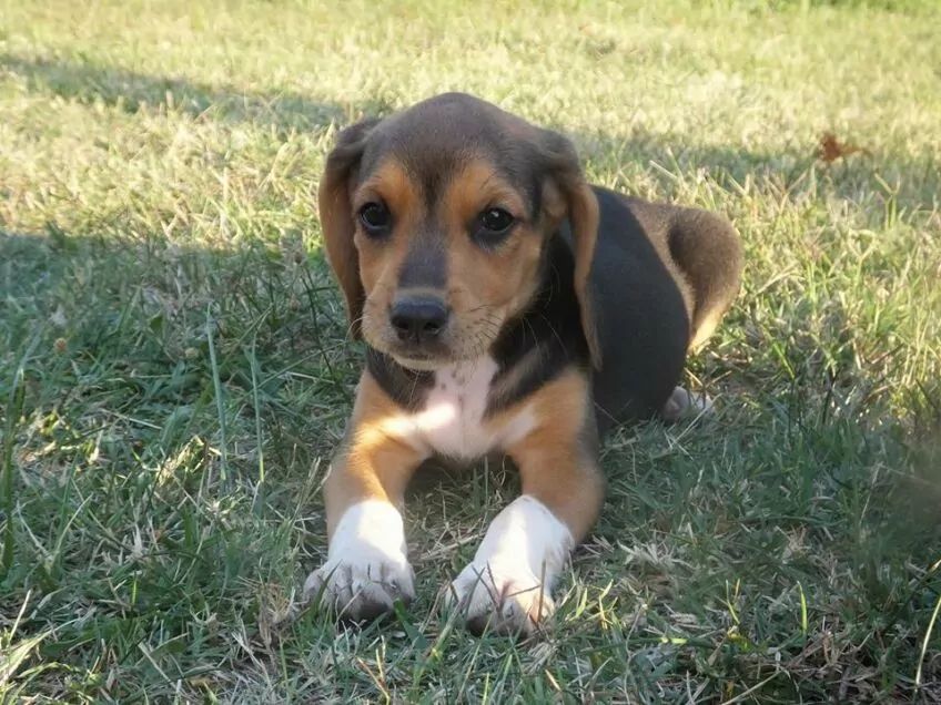 Szczenię beagle-harriera leżące na trawie
