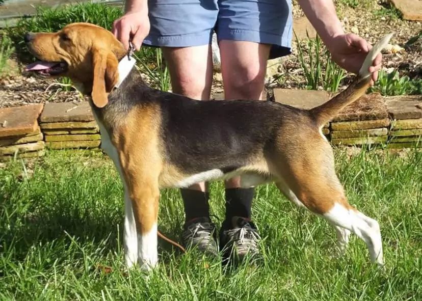 Beagle-harrier w postawie wystawowej