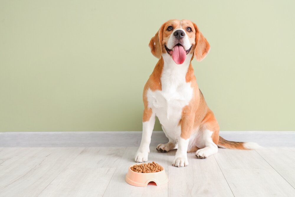 beagle żywienie (1).jpg
