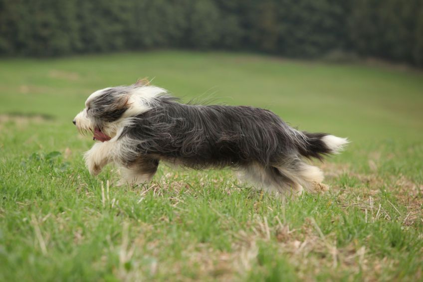 Bearded collie w galopie po łące