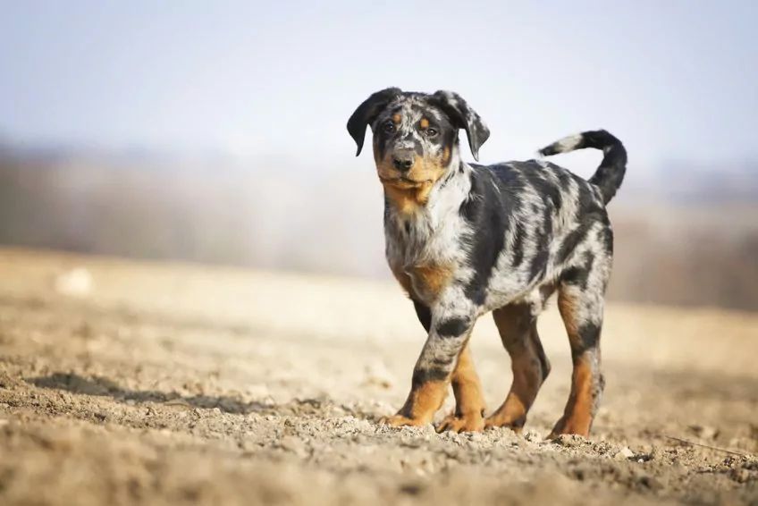 Szczenię beaucerona o maści arlekin stojące na piasku