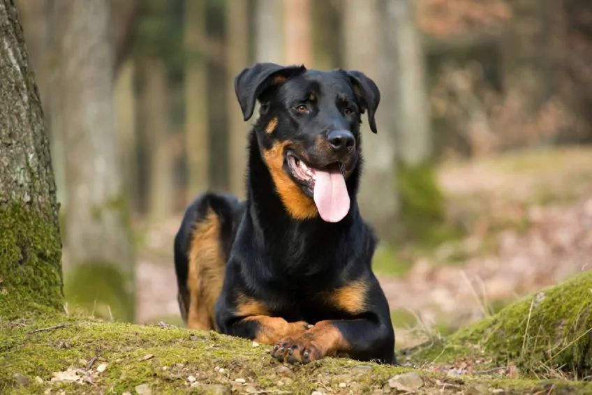 Beauceron leżący na leśnej polanie