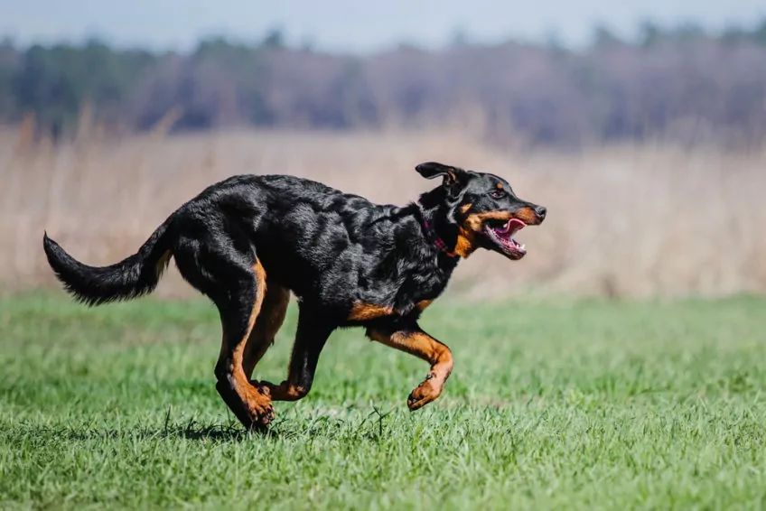 Beauceron w galopie