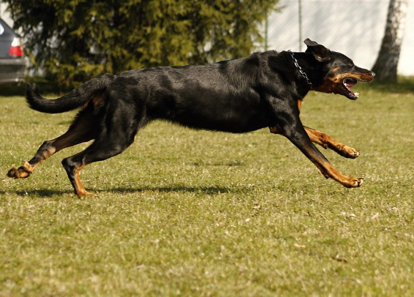 Beauceron w biegu po trawie
