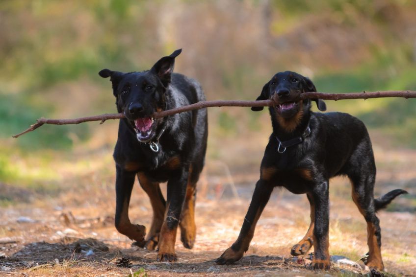 Dwa młode beaucerony bawiące się patykiem