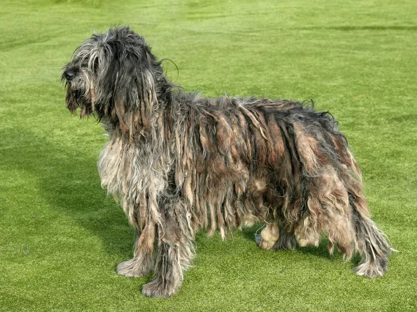 Bergamasco stojący na trawie