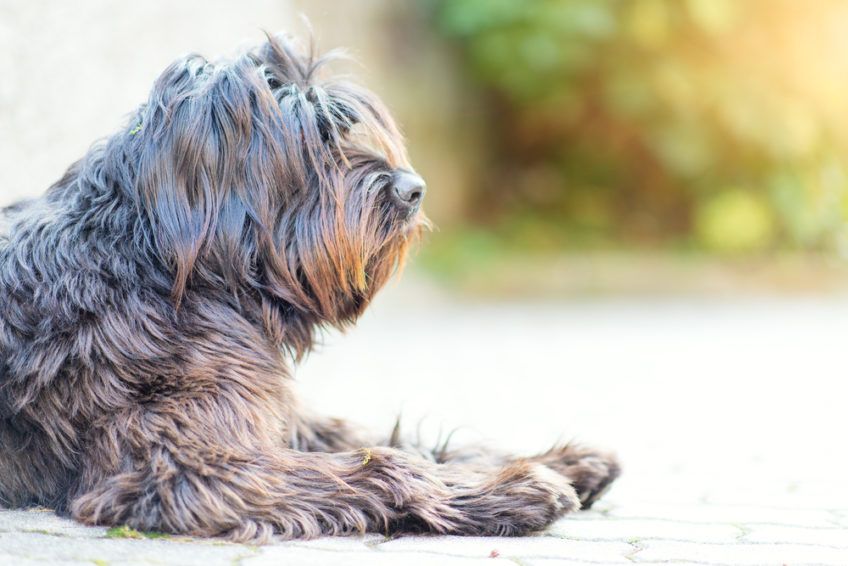 Bergamasco leżący na drodze