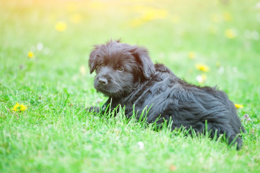 Szczenię bergamasco leżące na trawie