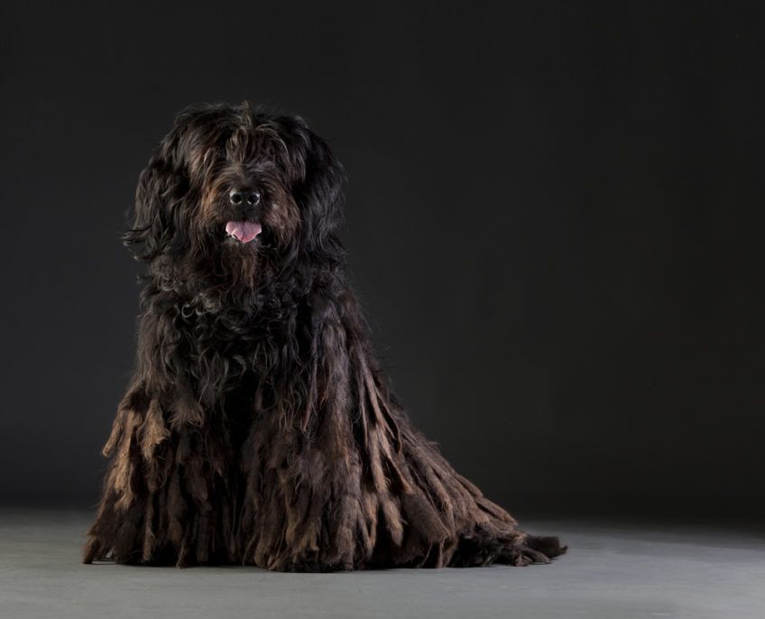 Bergamasco siedzący w studio na ciemnym tle