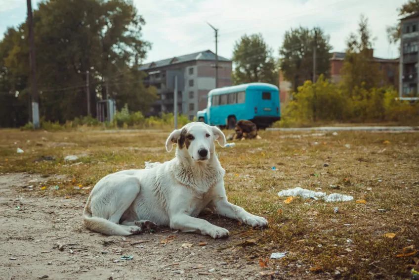 gdzie zgłaszać bezdomne psy
