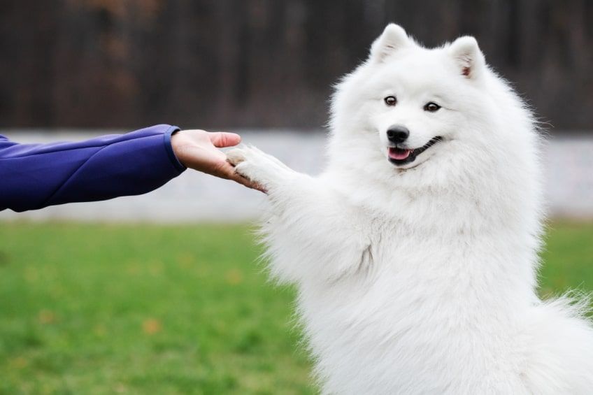 białe psy szpic japoński