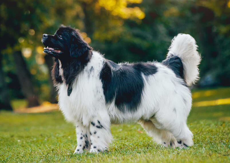 biało czarny nowofundland (1).jpg