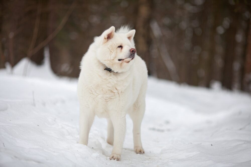 biały akita (1).jpg
