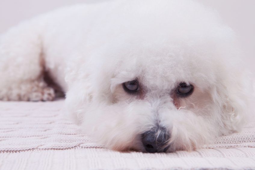 Leżący bichon frise